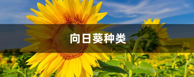 向日葵种类 向日葵种类
