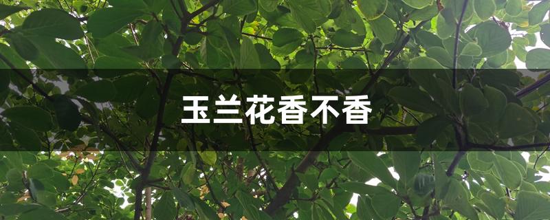玉兰花香不香 玉兰花香不香
