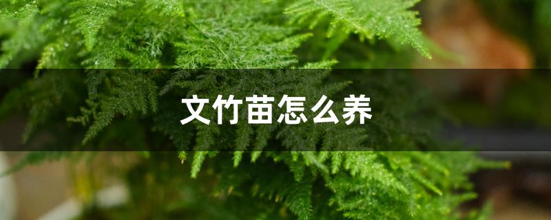 文竹苗怎么养 文竹苗怎么养