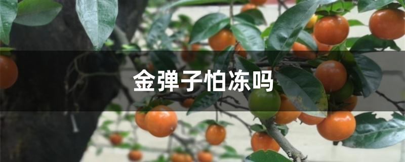 金弹子怕冻吗 金弹子怕冻吗