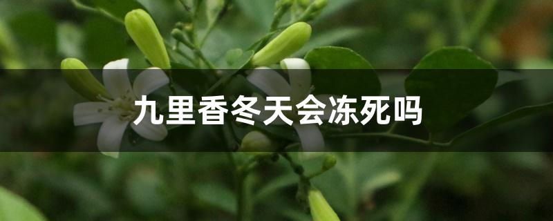 九里香冬天会冻死吗 九里香冬天会冻死吗