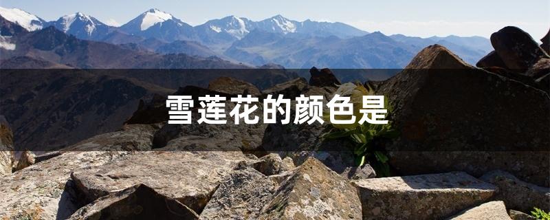 雪莲花的颜色是