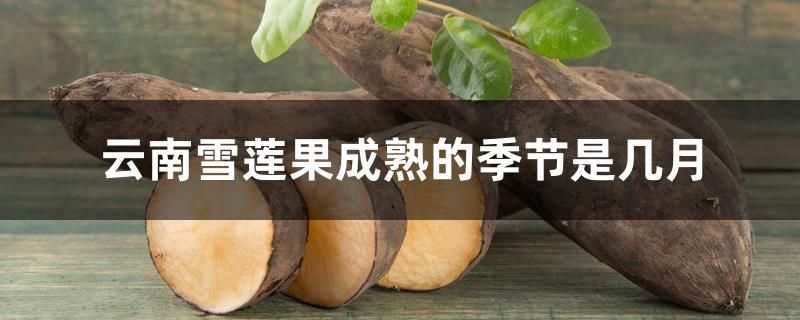 云南雪莲果成熟的季节是几月
