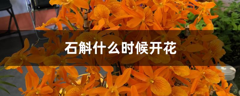 石斛什么时候开花 石斛什么时候开花