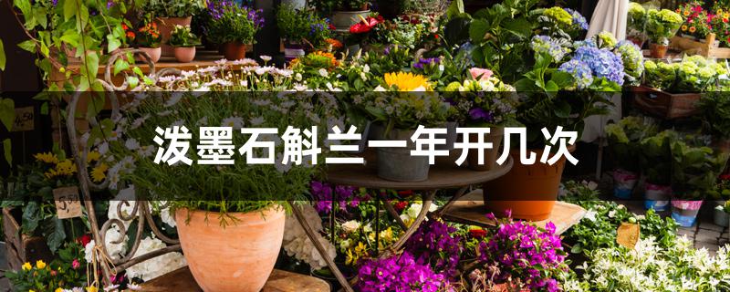泼墨石斛兰一年开几次 泼墨石斛兰一年开几次