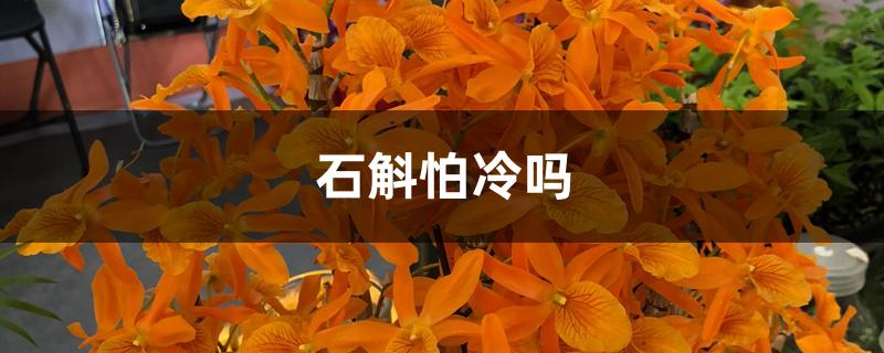 石斛怕冷吗 石斛怕冷吗