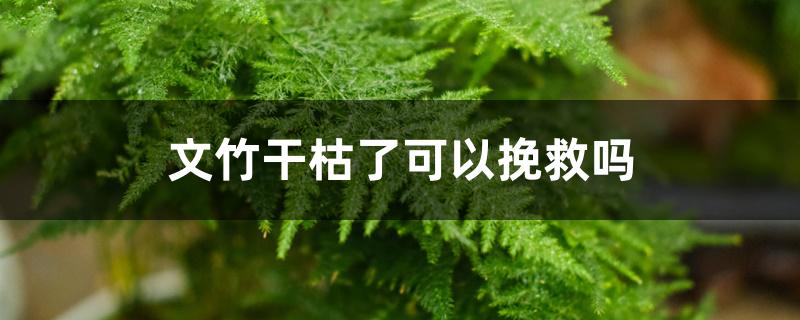 文竹干枯了可以挽救吗 文竹干枯了可以挽救吗
