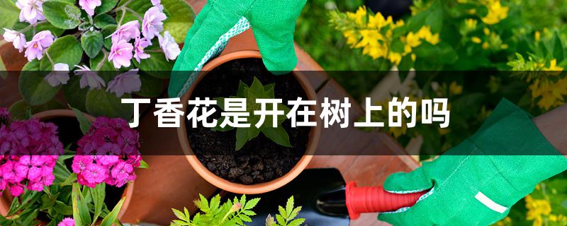 丁香花是开在树上的吗 丁香花是开在树上的吗