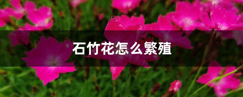 石竹花怎么繁殖
