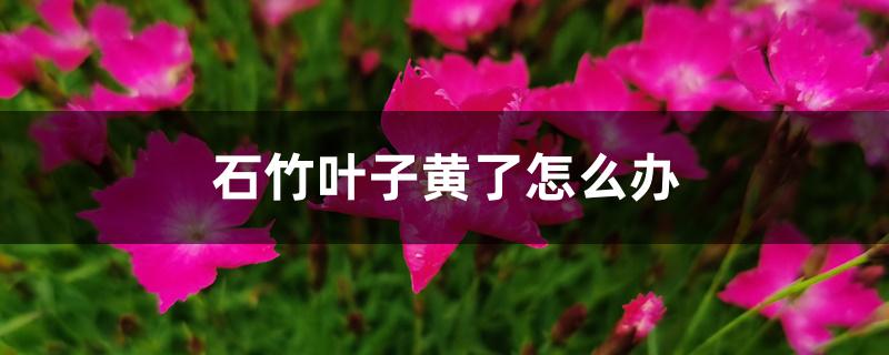 石竹叶子黄了怎么办 石竹叶子黄了怎么办