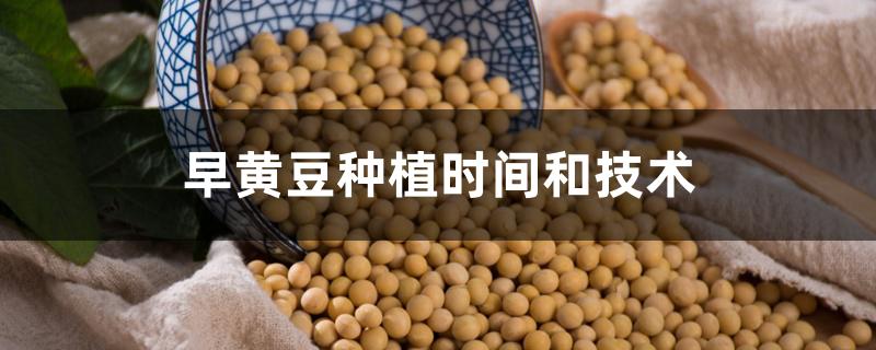 早黄豆种植时间和技术 早黄豆种植时间和技术