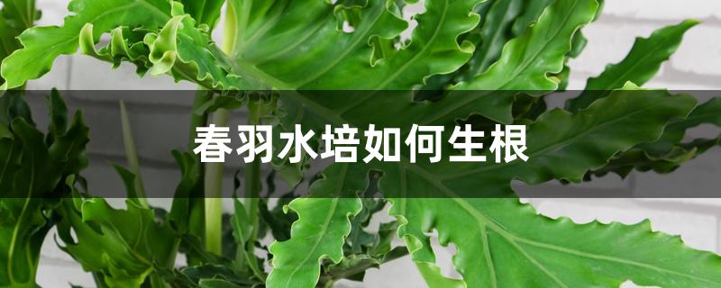 春羽水培如何生根 春羽水培如何生根