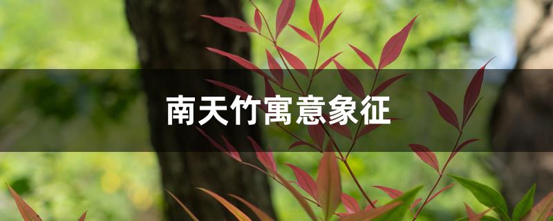 南天竹寓意象征 南天竹寓意象征
