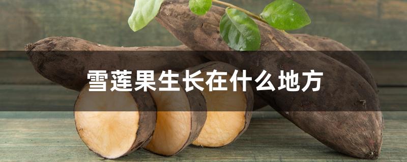雪莲果生长在什么地方 雪莲果生长在什么地方
