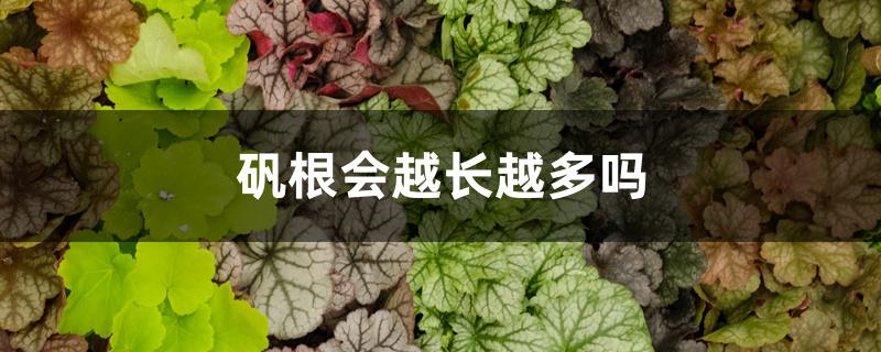 矾根会越长越多吗 矾根会越长越多吗