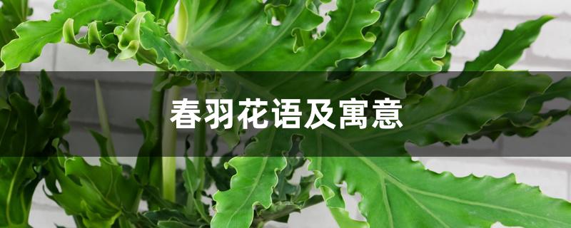 春羽花语及寓意