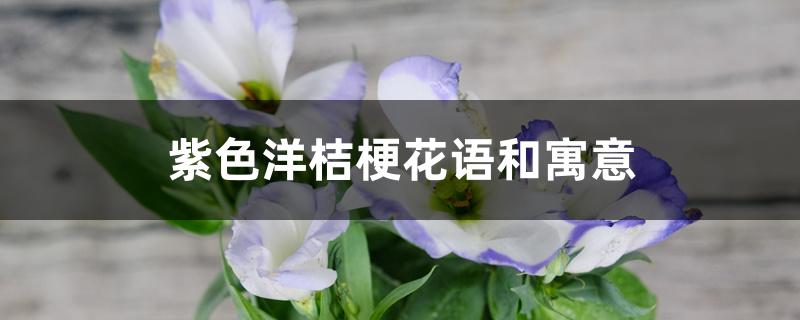 紫色洋桔梗花语和寓意 紫色洋桔梗花语和寓意