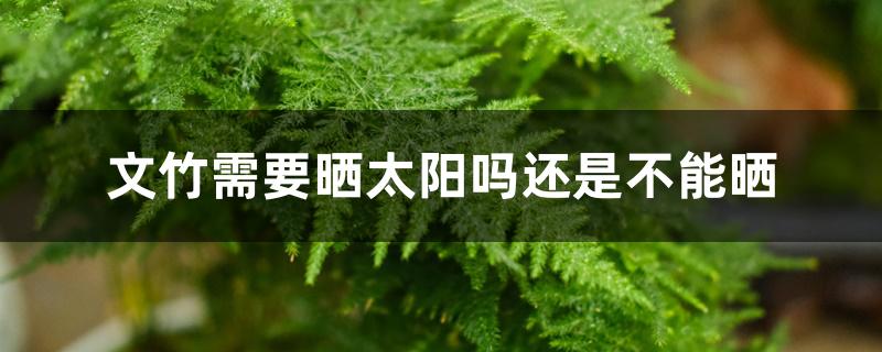 文竹需要晒太阳吗还是不能晒 文竹需要晒太阳吗还是不能晒