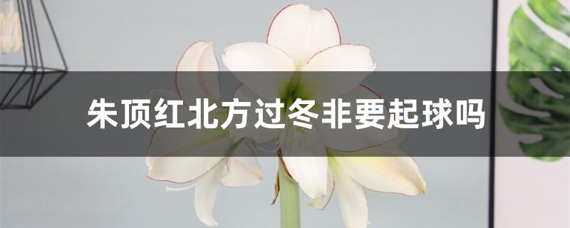 朱顶红北方过冬非要起球吗 朱顶红北方过冬非要起球吗