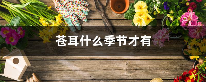 苍耳什么季节才有 苍耳什么季节才有
