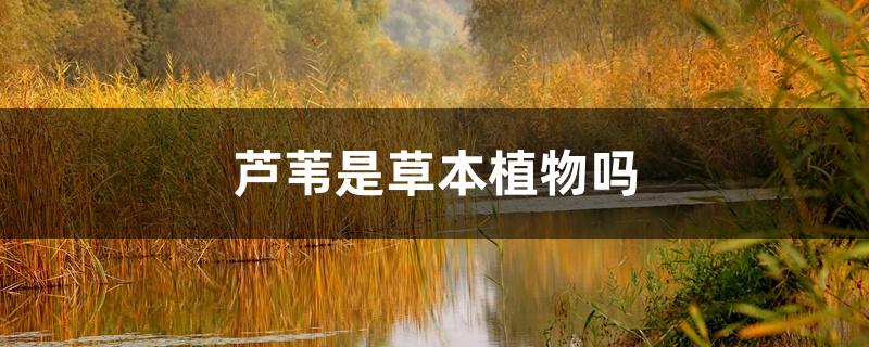 芦苇是草本植物吗 芦苇是草本植物吗