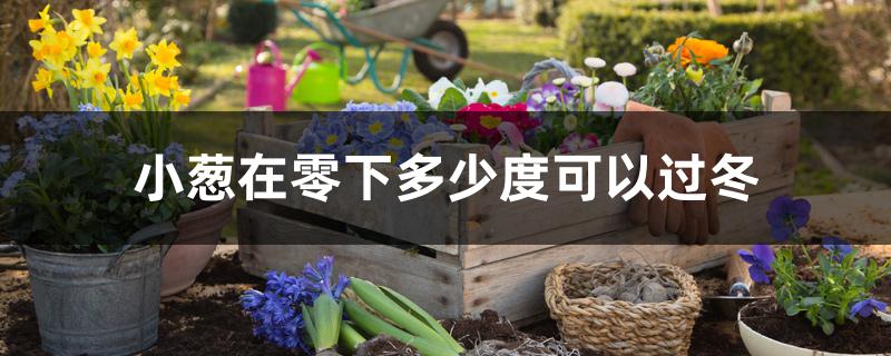小葱在零下多少度可以过冬 小葱在零下多少度可以过冬