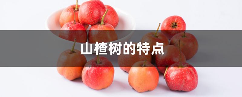 山楂树的特点