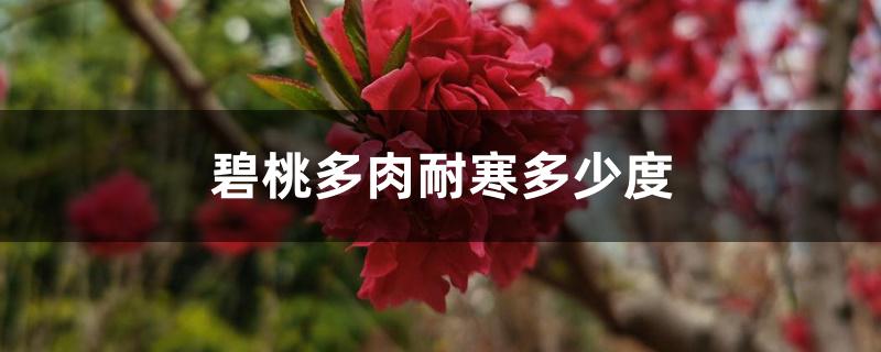 碧桃多肉耐寒多少度 碧桃多肉耐寒多少度