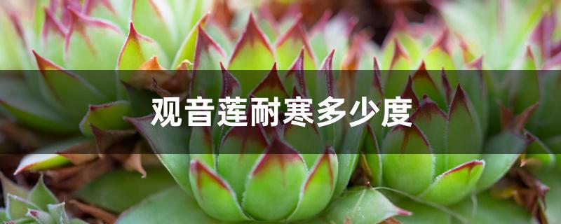 观音莲耐寒多少度 观音莲耐寒多少度