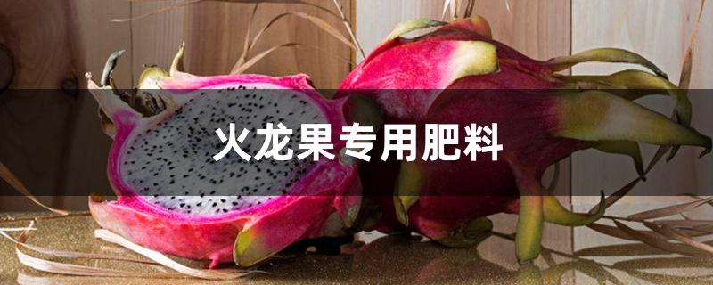 火龙果专用肥料 火龙果专用肥料