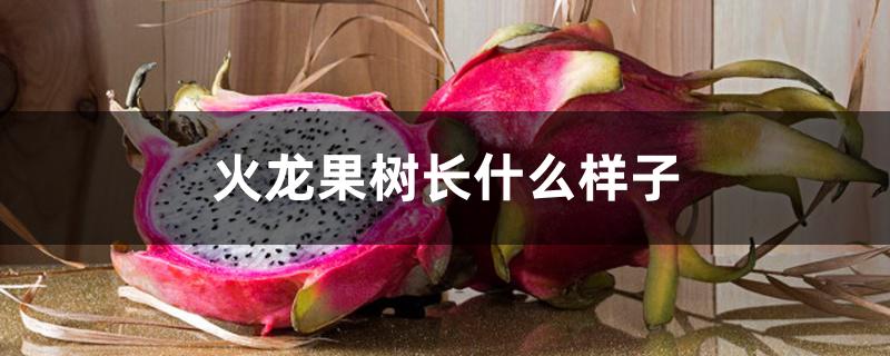 火龙果树长什么样子 火龙果树长什么样子
