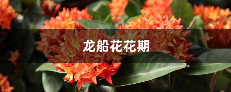 龙船花花期 龙船花花期