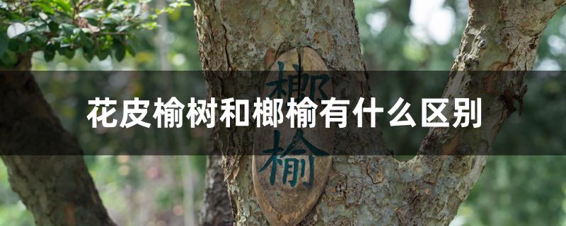 花皮榆树和榔榆有什么区别 花皮榆树和榔榆有什么区别