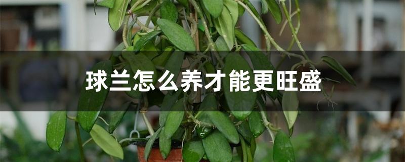 球兰怎么养才能更旺盛 球兰怎么养才能更旺盛