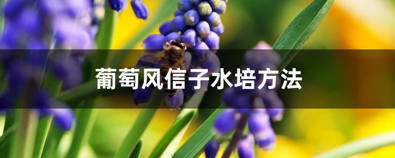 葡萄风信子水培方法 葡萄风信子水培方法
