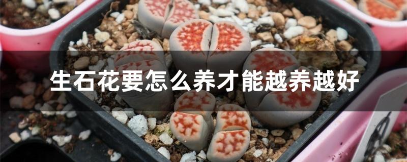 生石花要怎么养才能越养越好 生石花要怎么养才能越养越好