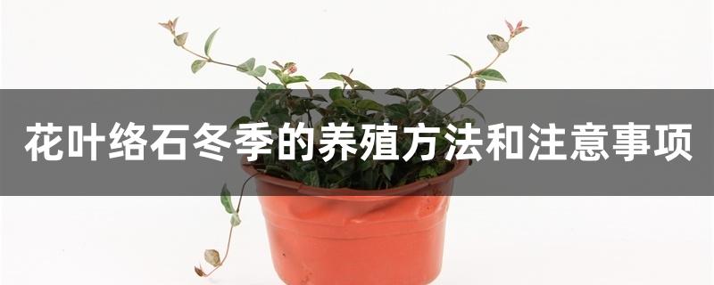 花叶络石冬季的养殖方法和注意事项 花叶络石冬季的养殖方法和注意事项