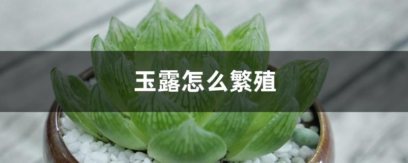 玉露怎么繁殖 玉露怎么繁殖