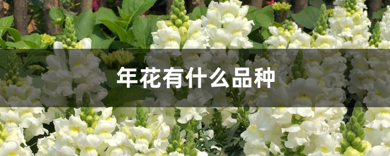年花有什么品种 年花有什么品种