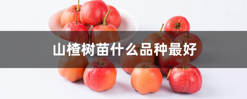 山楂树苗什么品种最好 山楂树苗什么品种最好