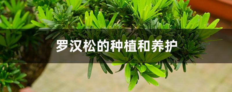 罗汉松的种植和养护 罗汉松的种植和养护