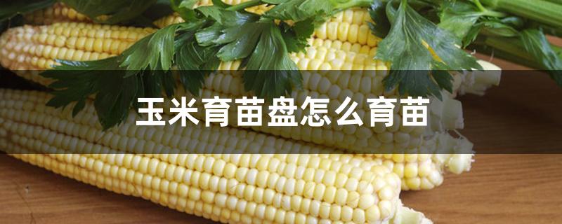 玉米育苗盘怎么育苗 玉米育苗盘怎么育苗