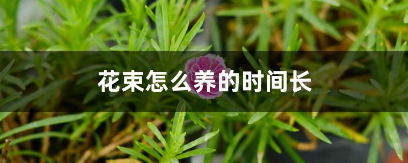 花束怎么养的时间长