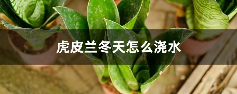 虎皮兰冬天怎么浇水 虎皮兰冬天怎么浇水