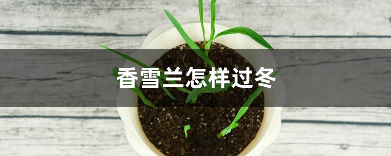 香雪兰怎样过冬 香雪兰怎样过冬