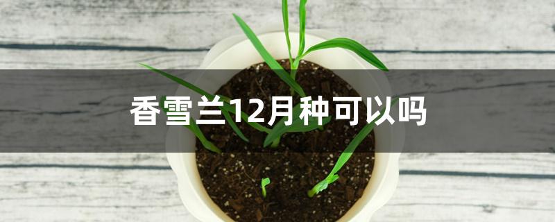 香雪兰12月种可以吗 香雪兰12月种可以吗