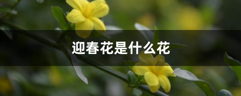 迎春花是什么花 迎春花是什么花