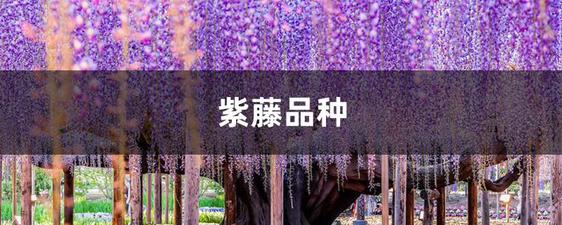 紫藤品种 紫藤品种