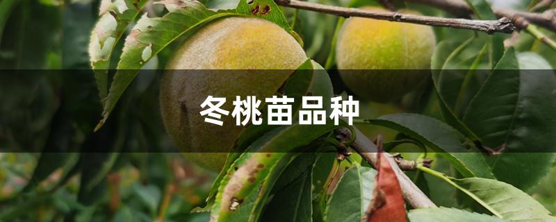 冬桃苗品种 冬桃苗品种
