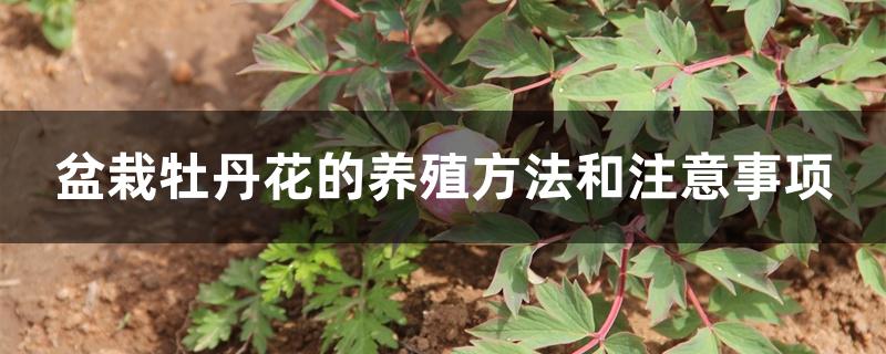 盆栽牡丹花的养殖方法和注意事项 盆栽牡丹花的养殖方法和注意事项
